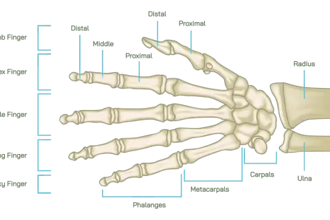Skelett des menschlichen Handgelenks mit beschrifteten Knochen wie Radius, Ulna, Karpalknochen und Fingerknochen.