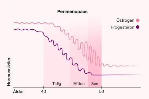 Graf som visar hur nivåerna av det kvinnliga hormonet östrogen och progesteron förändras under perimenopausen, från tidig till sen fas.