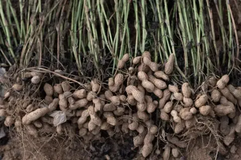 Raccolto di bagigi pianta, con i baccelli ancora attaccati alle radici e ai fusti verdi.