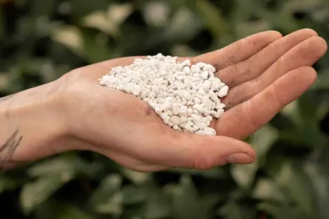 En hand håller en hög med små, vita korn. Detta är vermikulit, ett mineral som används för att förbättra jordens struktur och dränering.