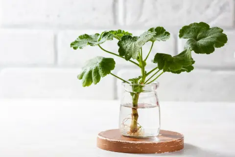 Sadzonka pelargonii z widocznymi korzeniami w szklanym słoiku. Idealny pierwszy krok, jak zrobić sadzonki pelargonii.