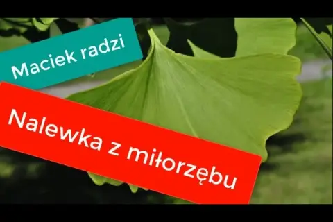 Nalewka z miłorzębu jak zrobić - prosty przepis i cenne wskazówki