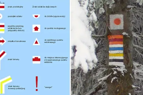 Kolorowe znaki szlaków turystycznych na drzewie w zimowym lesie.