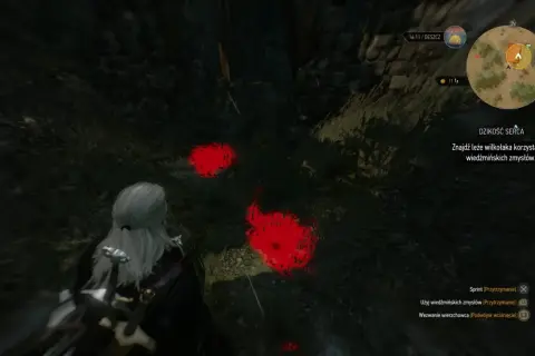 Geralt szuka wilkołaka, podążając za śladami krwi. Misja "Dzikość serca" w Wiedźmin 3.