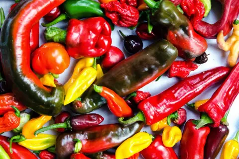 En färgsprakande blandning av chilipeppar, inklusive den heta capsicum frutescens, i olika former och färger.