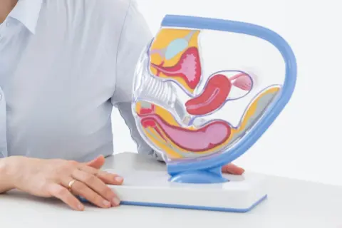 Model anatomiczny narządów rodnych kobiety, obok którego leży pipella do biopsji endometrium.