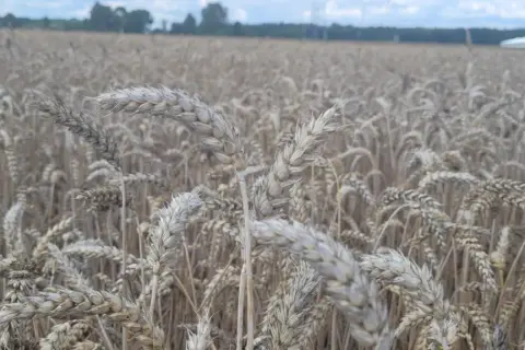Pole pszenicy dojrzewa, kłosy jakby w rytmie rexade falują na wietrze.