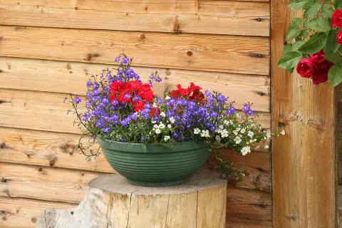 Jak dobrać kolor doniczki do salonu? Poradnik i modne inspiracje