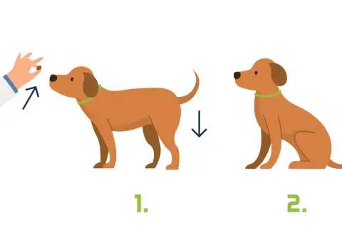Ein Hund lernt "Sitz". Zuerst steht er, dann sitzt er.