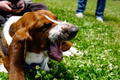 Basset hound charczy jakby miał coś w gardle, ziewając szeroko na trawie pełnej koniczyny.