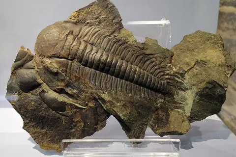 Fósil de trilobites en el museo ciencias naturales zaragoza. Un impresionante ejemplar prehistórico conservado en roca.
