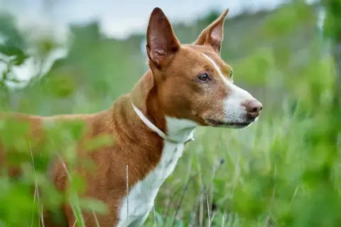 Rudy podenco canario z białym kołnierzem czujnie obserwuje otoczenie wśród zielonej trawy.