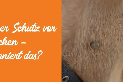 Zecke auf Hundefell. Natürlicher Schutz vor Zecken – funktioniert das? Permethrin für Hunde ist eine Option.