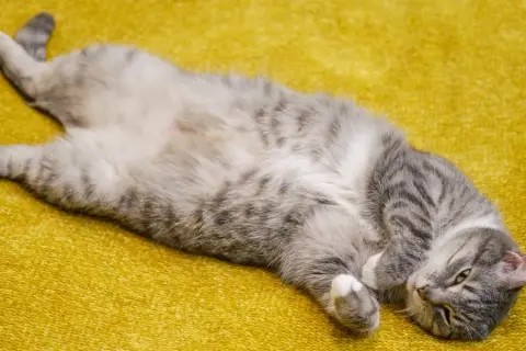 ¿A los gatos les gusta que les toquen la panza? Lo que debes saber