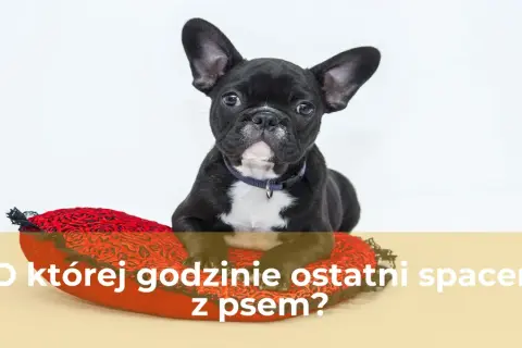 Uroczy buldożek francuski leży na czerwonej poduszce w kształcie serca. Czy to już czas na ostatni spacer z psem?