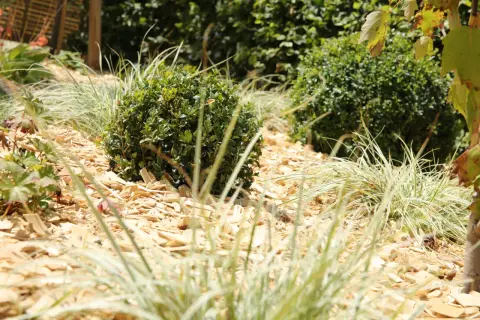 Un jardin avec des arbustes taillés, des graminées et des copeaux de bois. Un aperçu pour savoir quel paillage choisir.