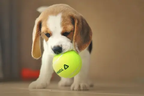Uroczy beagle miniaturka z piłeczką tenisową w pyszczku.
