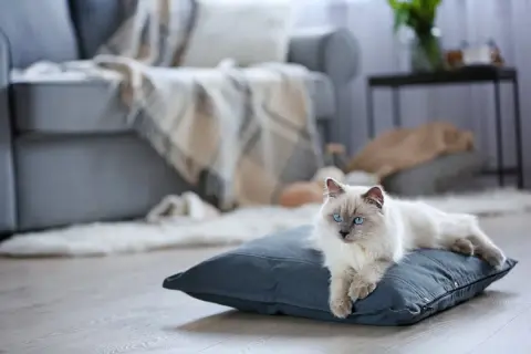 Piękny kot rasy Ragdoll z niebieskimi oczami leży na poduszce. Taki pupil to radość, ale i miesięczne utrzymanie kota wymaga troski i przygotowania.