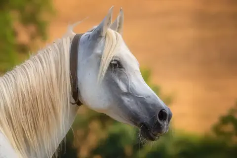 Piękny koń czystej krwi arabskiej z długą, jasną grzywą i ciemną obrożą.