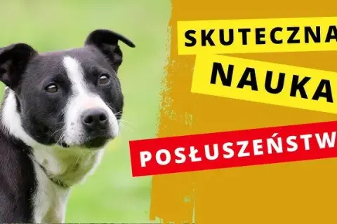 Jak wytresować psa w domu - skuteczne metody na posłuszeństwo