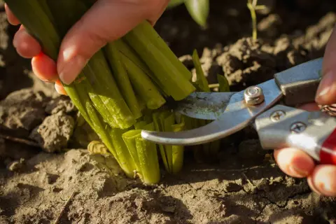 Mit einer Gartenschere werden grüne Stiele abgeschnitten. Die Erntezeit für den Sonnenhut ist gekommen.