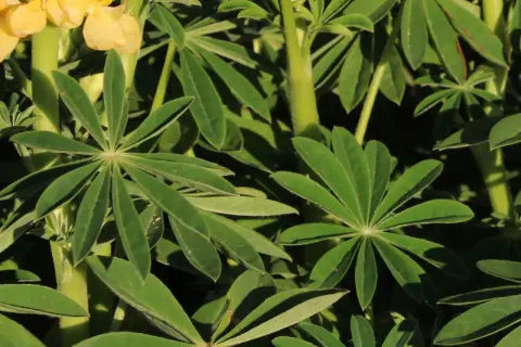 Gelbe Lupinenblüten und grüne Blätter im Sonnenlicht. Ein schöner lupinen standort.