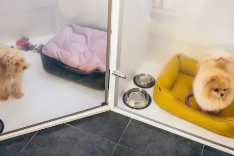Ile kosztuje hotel dla psa? Cennik, koszty i porady
