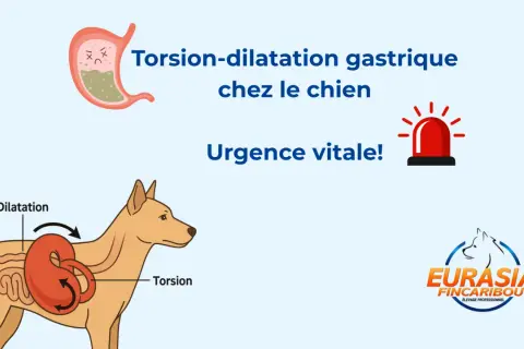 Torsion-dilatation gastrique chez le chien : urgence vitale ! Le temps est compté. Illustration d'un estomac et d'un chien montrant la torsion.