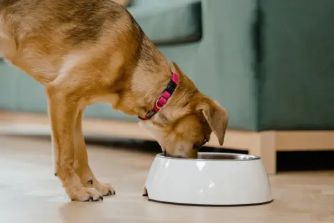 Un perro come de un cuenco blanco. A veces, los perros pueden comer queso como premio.