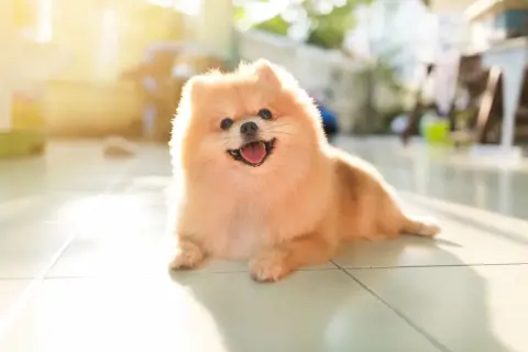 Uśmiechnięty piesek rasy pomeranian leży na płytkach, rozkoszując się ciepłem słońca.