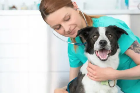 Veterinario Coria del Río: Encuentra atención confiable para tu mascota