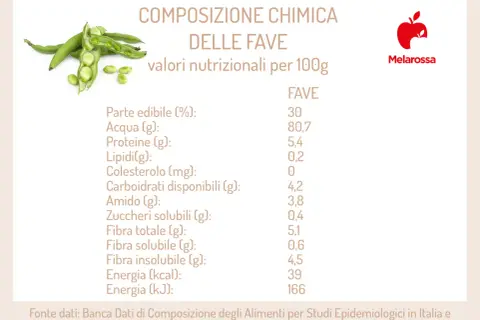 Composizione chimica delle fave: valori nutrizionali per 100g, con dettagli su acqua, proteine, lipidi e fibre.