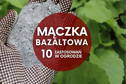 Ręka w rękawicy trzyma mączkę bazaltową. Na czerwonym tle napis: "Mączka bazaltowa - 10 zastosowań w ogrodzie".