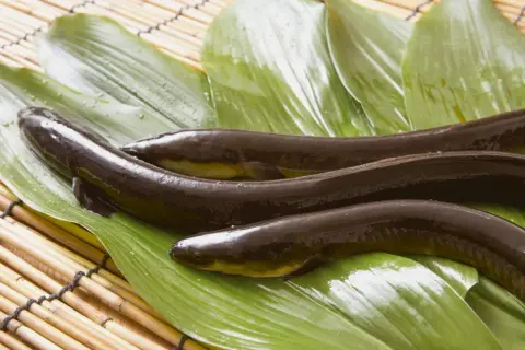 Drei dunkle, glänzende Fische liegen auf grünen Blättern. Das ist Unagi, eine japanische Delikatesse.