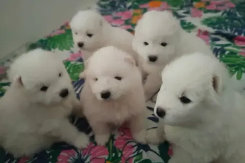 Samoyed: Cena szczeniaka i utrzymanie uniknij ukrytych kosztów!