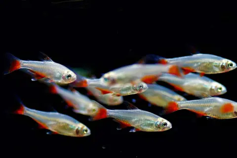 Un banc de poisson d'eau froide argenté aux nageoires rouges vives nage dans l'obscurité.