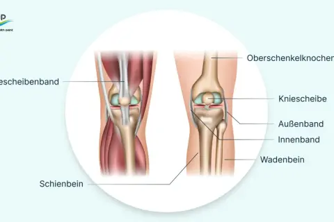 Anatomie des Knies mit Beschriftungen. Hilft bei der Erklärung von Knieschmerzen nach langem Sitzen.