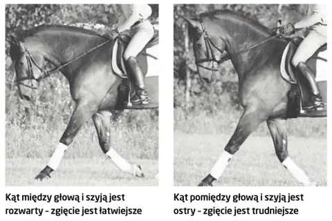 Dwa ujęcia dębującego konia w ruchu. Na lewym zdjęciu głowa i szyja tworzą rozwarty kąt, co ułatwia zgięcie. Na prawym zdjęciu kąt jest ostry, co utrudnia zgięcie.