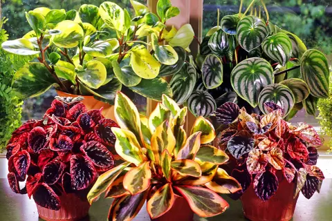 En samling vackra peperomia blomma-växter med varierande bladverk i grönt, gult och rött.