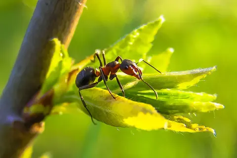 Une fourmi rouge explore une jeune pousse verte dans le potager, ses mandibules prêtes à travailler.