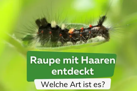 Eine schwarze Raupe mit Haaren, roten Punkten und weißen Büscheln auf einem Blatt. Sie ist Teil einer Entdeckung, die zur Identifizierung der Art anregt.