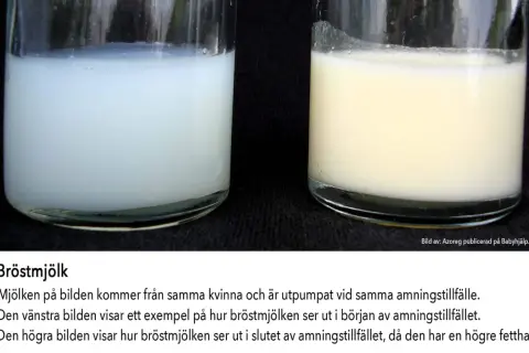 Två glas med bröstmjölk. Vänstra glaset visar mjölk i början av amningstillfället, högra glaset visar mjölk i slutet, rik på fett. Bra kosttillskott amning kan stödja detta.