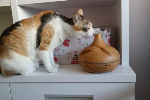Gato tricolor olisquea un difusor de aromas. ¡Cuidado! El romero puede ser tóxico para gatos si lo ingieren.