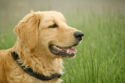 Złoty retriever w zielonej trawie, zastanawia się, czy pies może jeść szczypiorek.