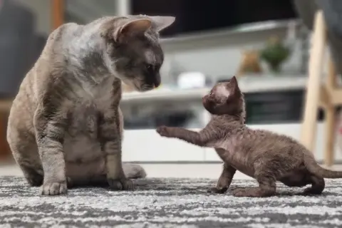 Hodowla Devon Rex w Warszawie - sprawdzone miejsca i ceny kociąt