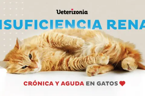 Un gato naranja con insuficiencia renal puede salvarse. El texto indica "Insuficiencia Renal Crónica y Aguda en Gatos".