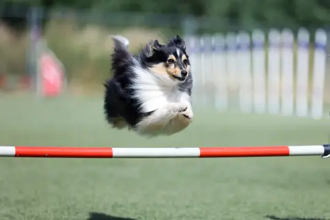Shetland sheepdog w locie pokonuje przeszkodę podczas zawodów psie sporty.