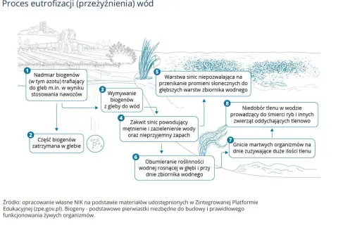 Schemat wyjaśnia, eutrofizacja co to: nadmiar biogenów z nawozów prowadzi do zakwitu sinic, obumierania roślin, niedoboru tlenu i śmierci ryb.