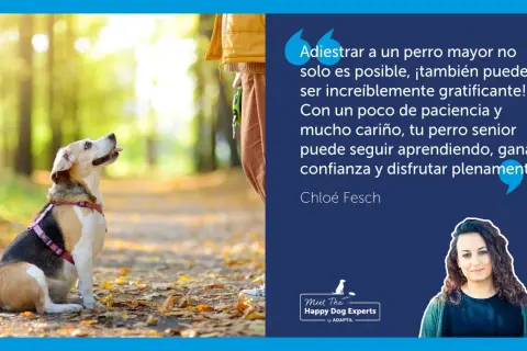 Un perro sentado en un parque otoñal, mirando hacia arriba con atención. El texto resalta cómo educar a un perro adulto es posible y gratificante.