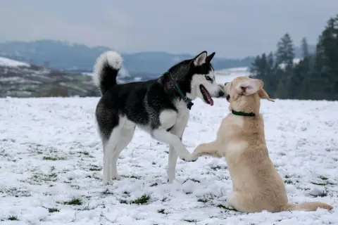 Jak wygląda pies husky? Czarno-biały husky z niebieskimi oczami wita się z jasnym szczeniakiem na śniegu.